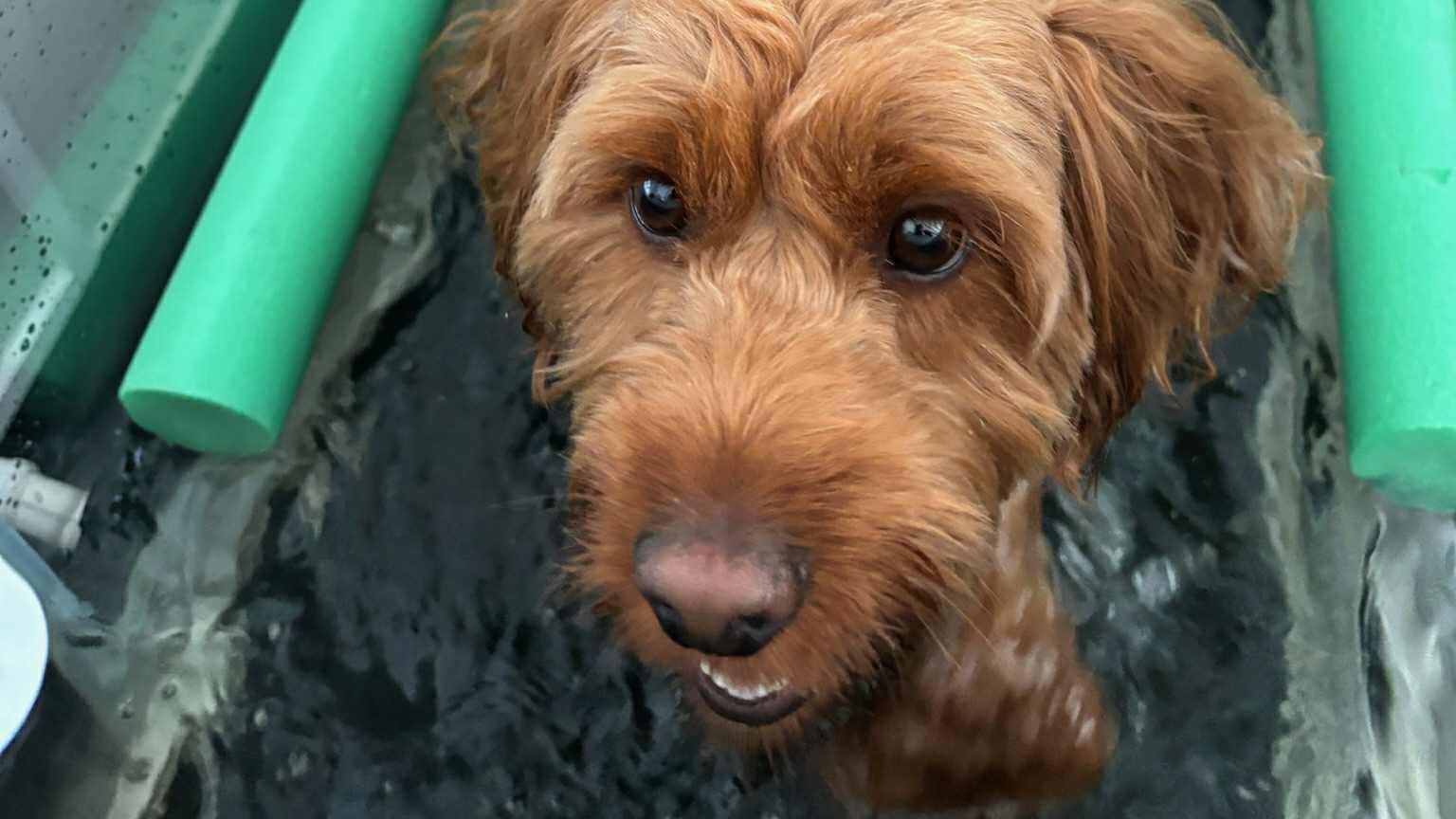 Zbliżenie na pysk rudego psa rasy doodle stojącego w wodzie. Pies korzysta z bieżni wodnej w ramach hydroterapii, otoczony zielonymi wałkami piankowymi.