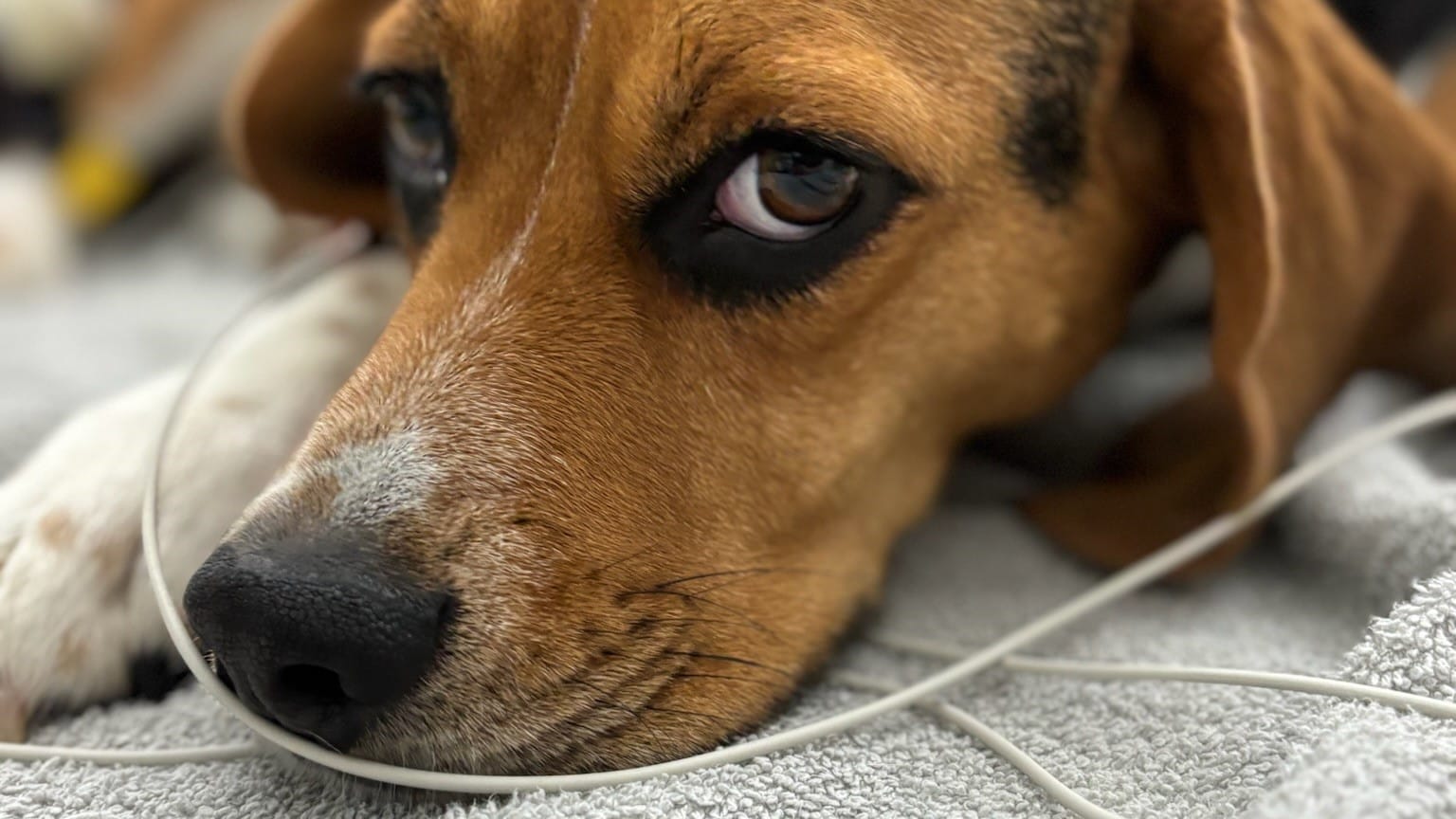 Pies rasy beagle leżący z głową na ręczniku. Widoczne są białe przewody urządzenia, co wskazuje na trwający zabieg terapii ENF (Electro Neuro Feedback).